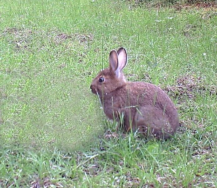 SnowshoeHare_070611_0712hrs.jpg - Snowshoe Hare (Lepus americanus)